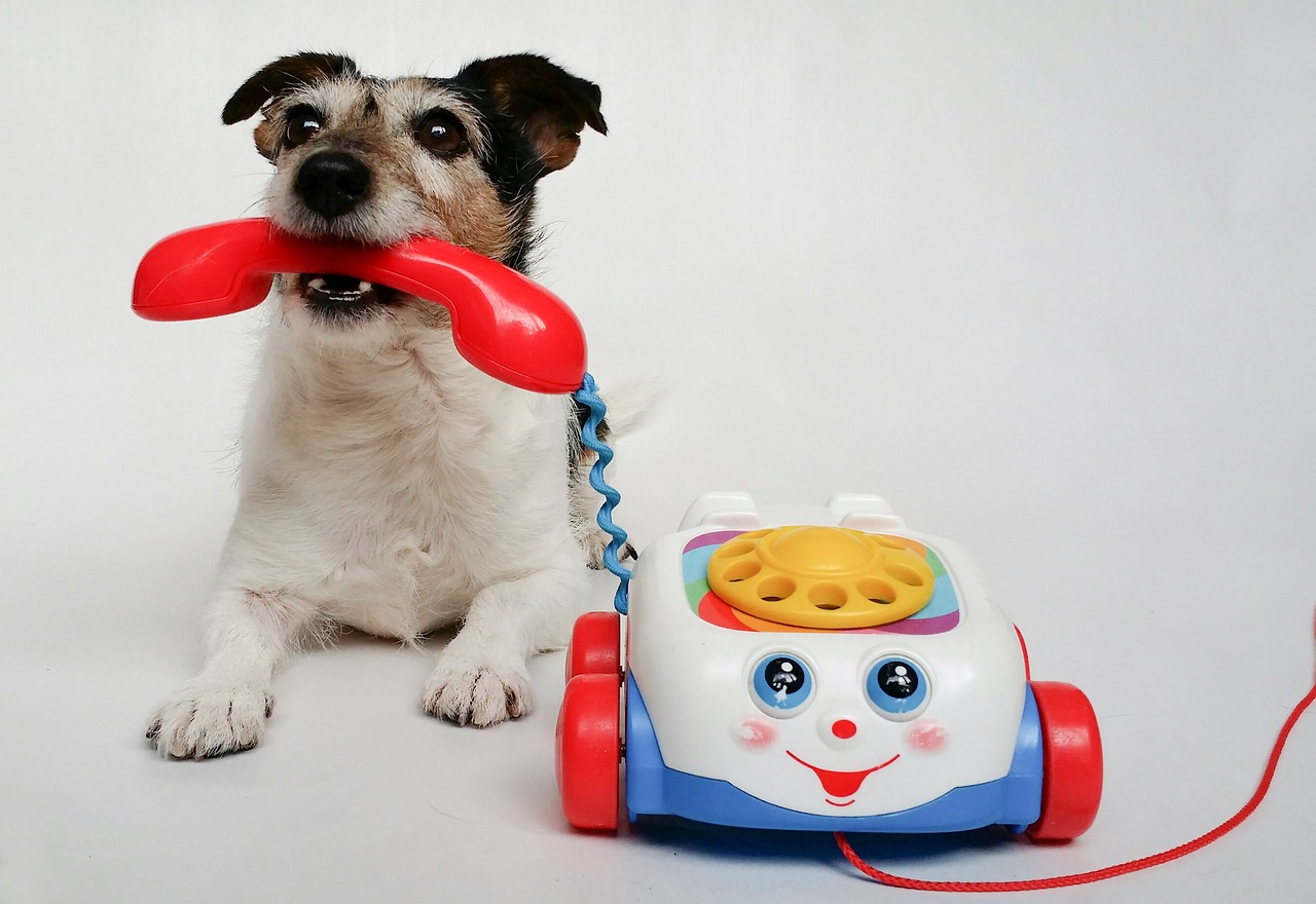 Doggotels headquarters