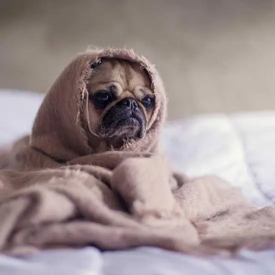 Image of a dog in a hotel bed