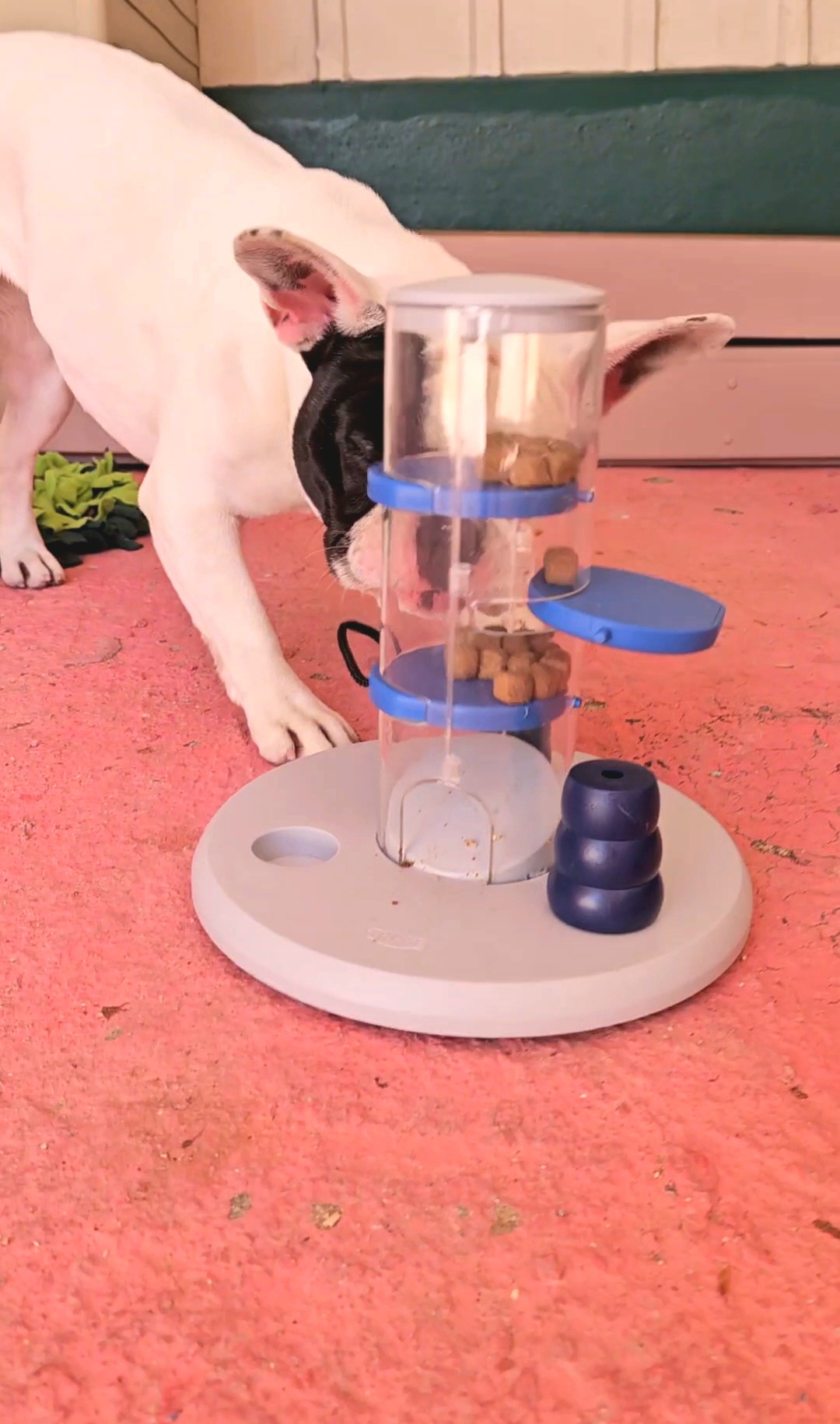 Hotel PamperedPaws - Image 5
