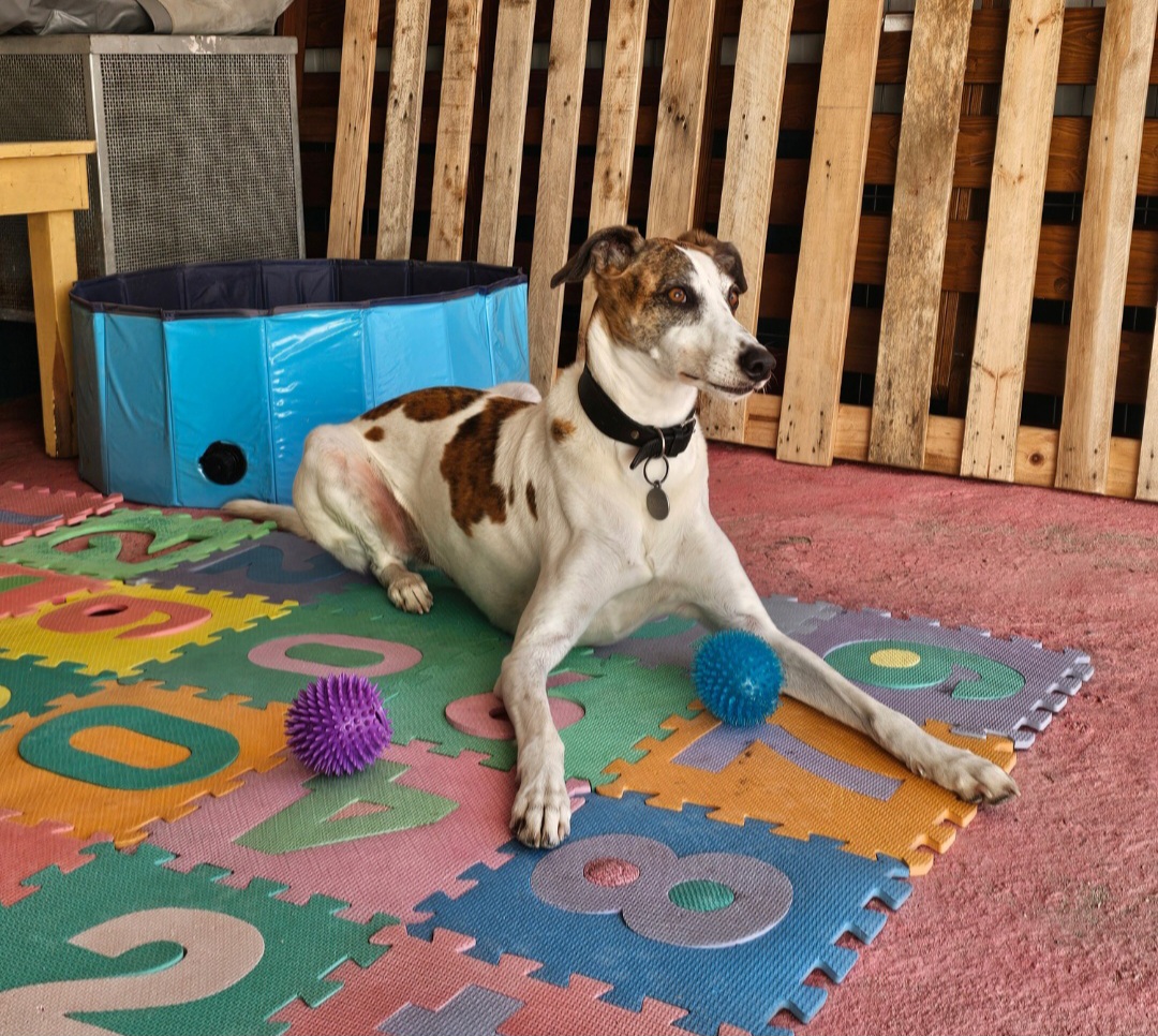 Hotel PamperedPaws - Image 2