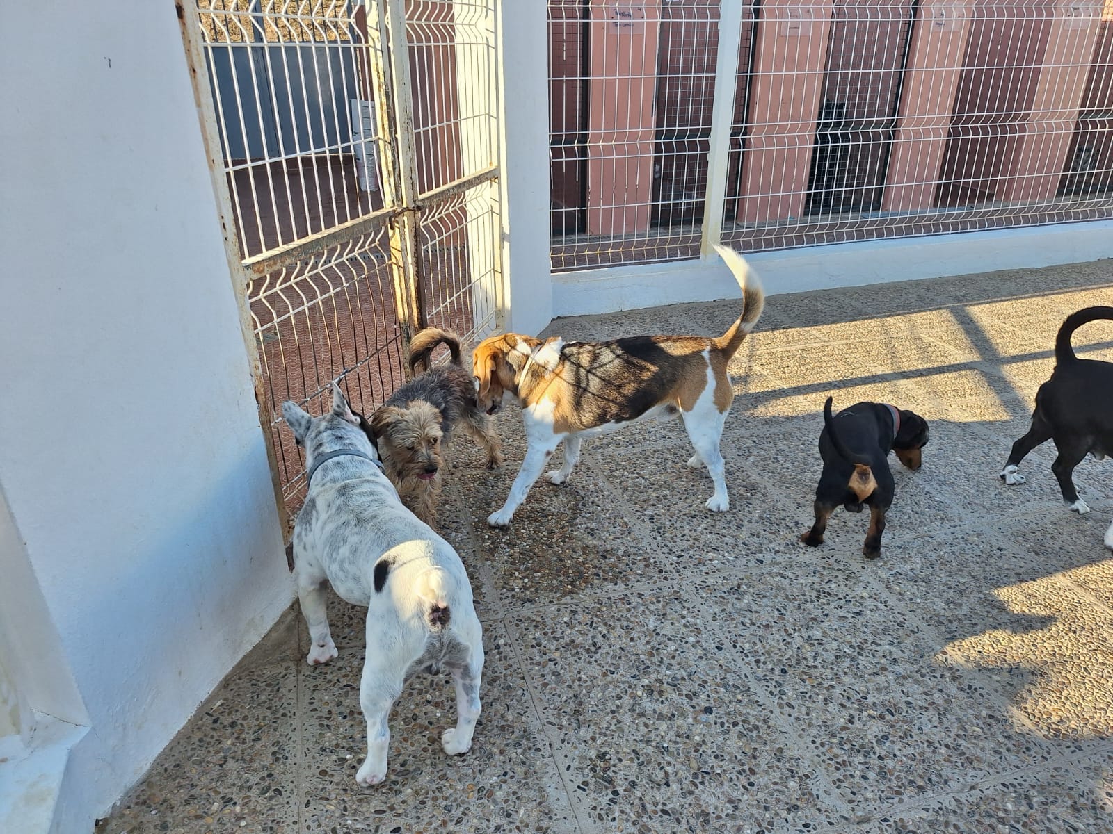 Hotel Canino Monte da Benviuda  - Image 4