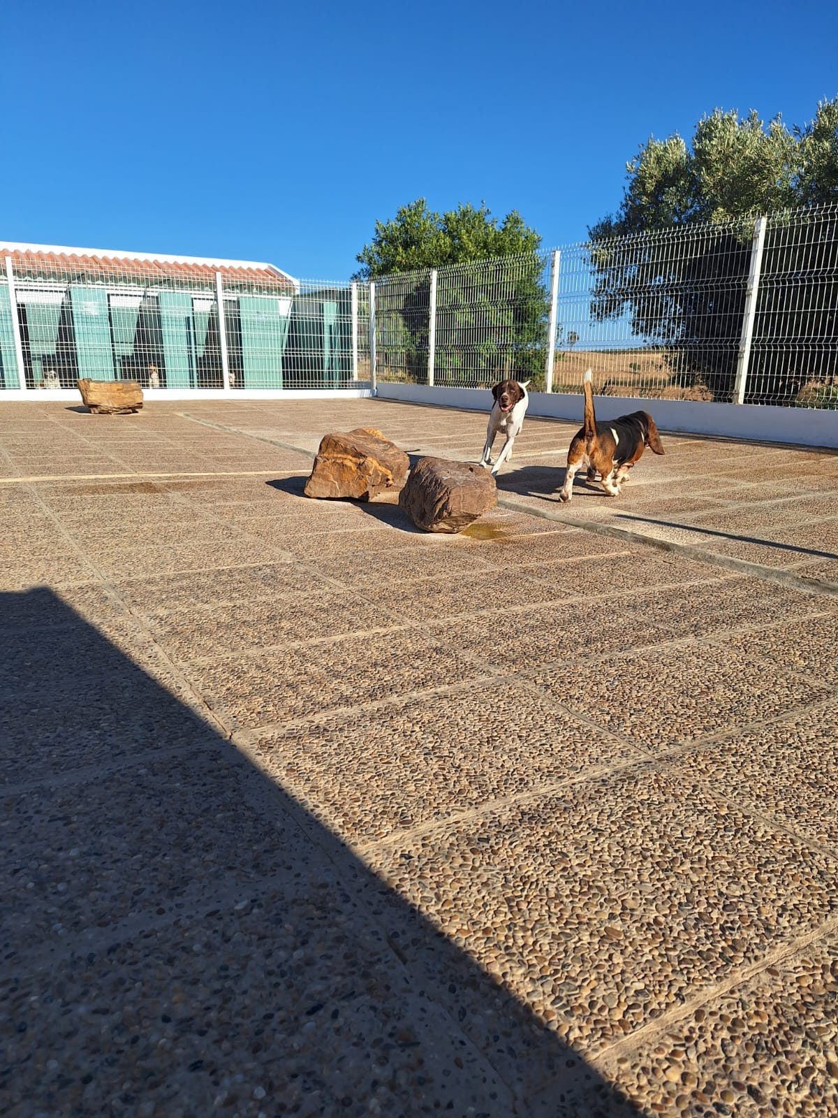 Hotel Canino Monte da Benviuda  - Image 3