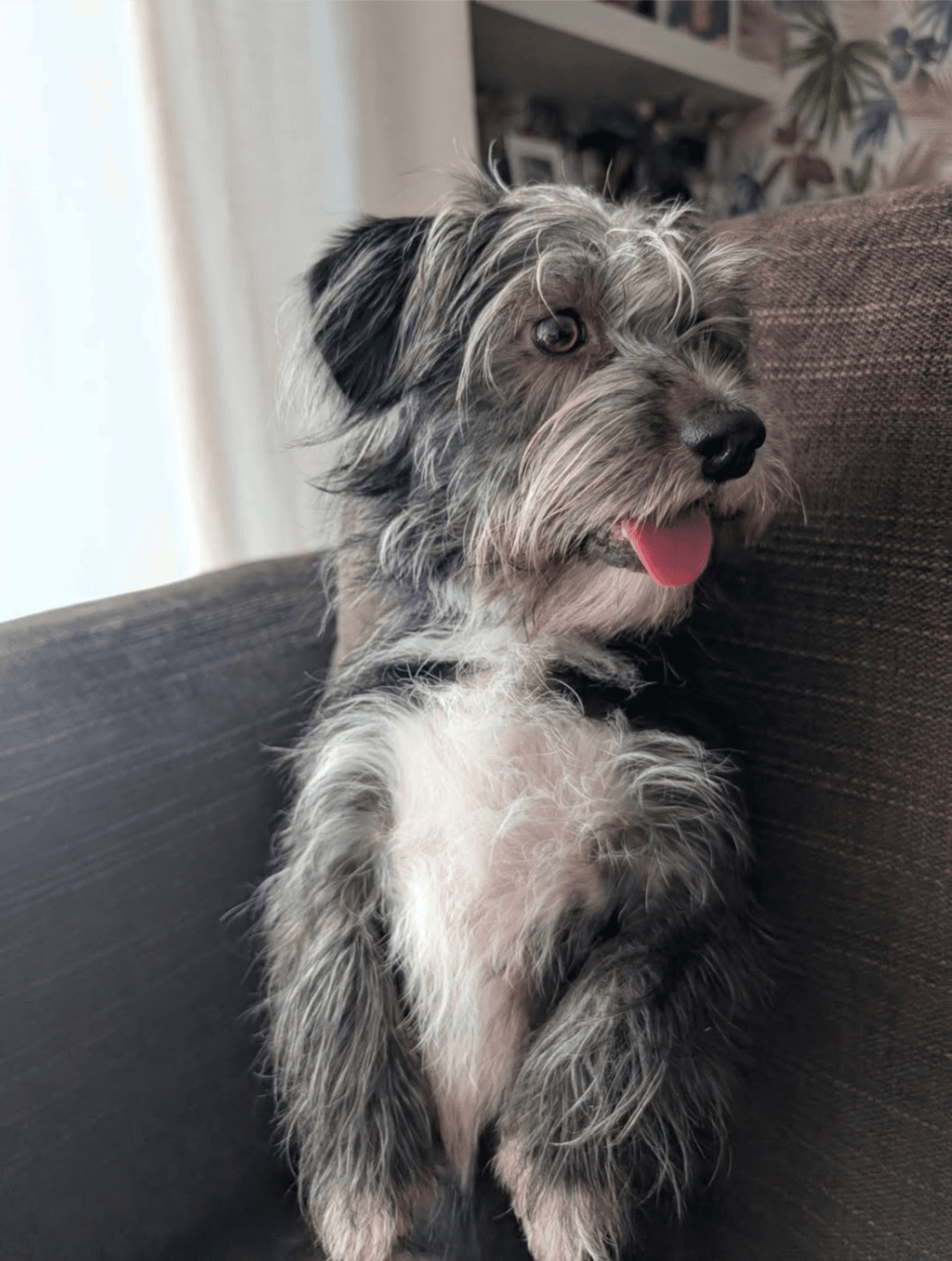 Anawithadog - Image 2