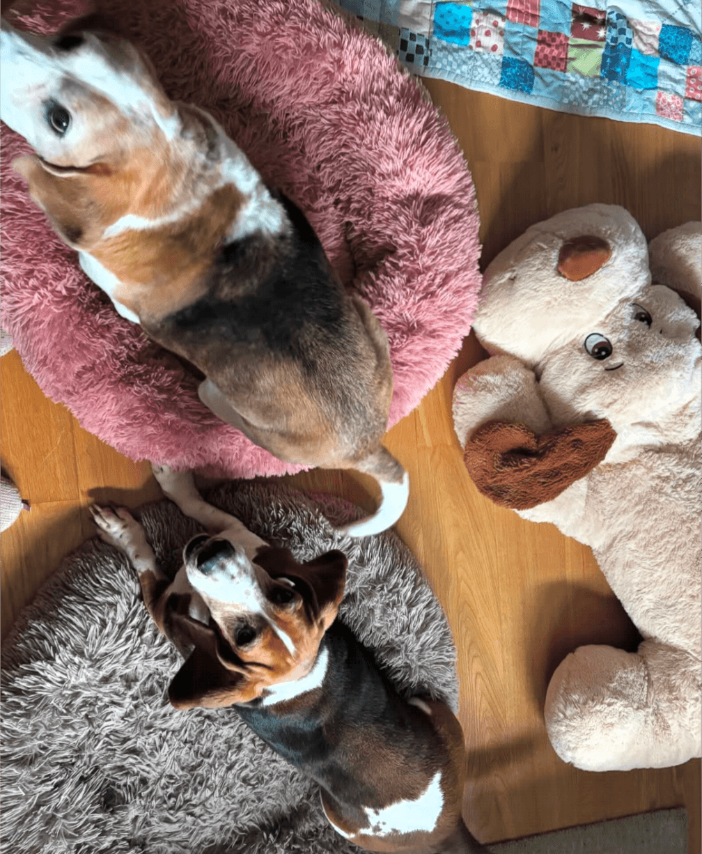 Anawithadog - Image 4