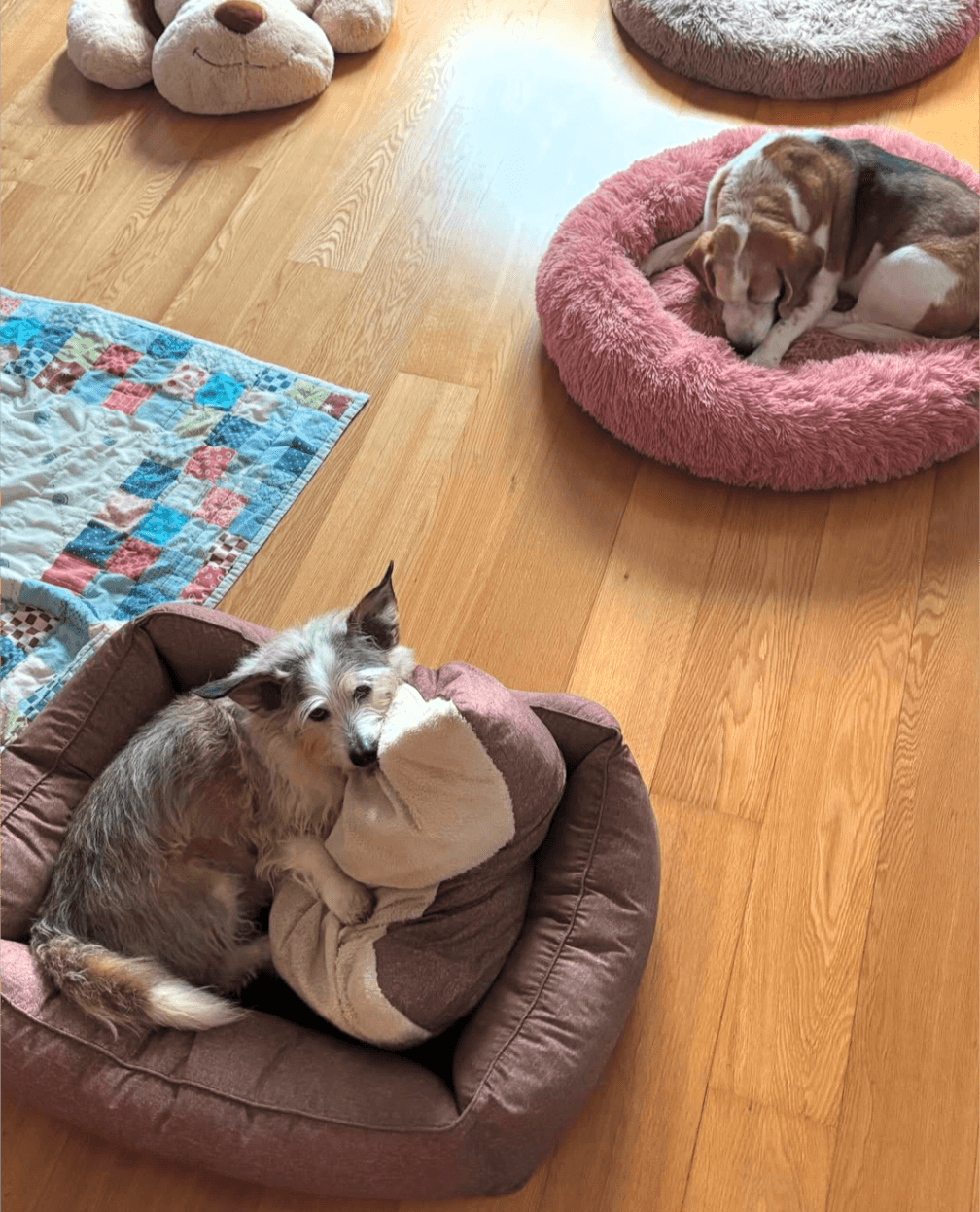 Anawithadog - Image 3