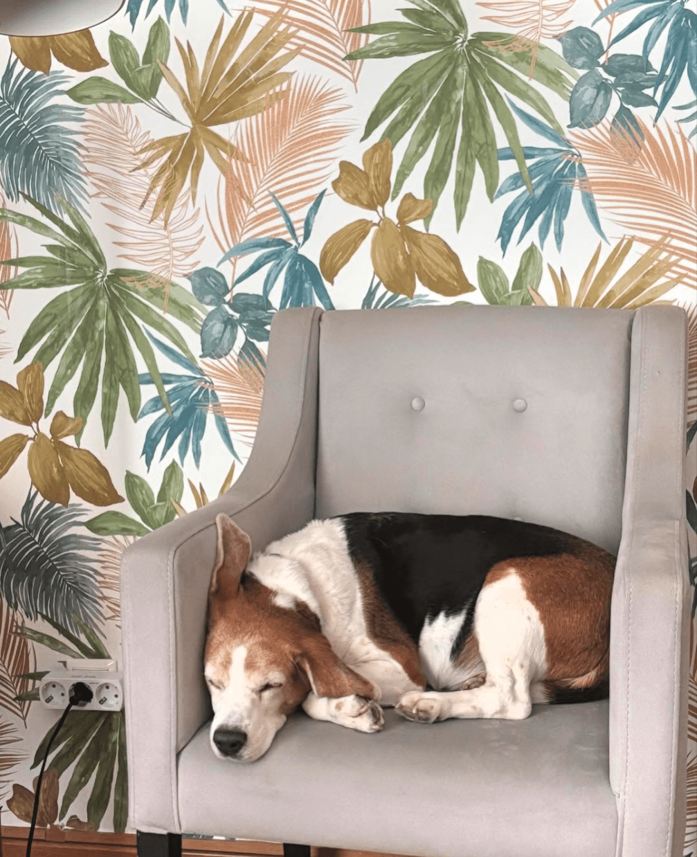 Anawithadog