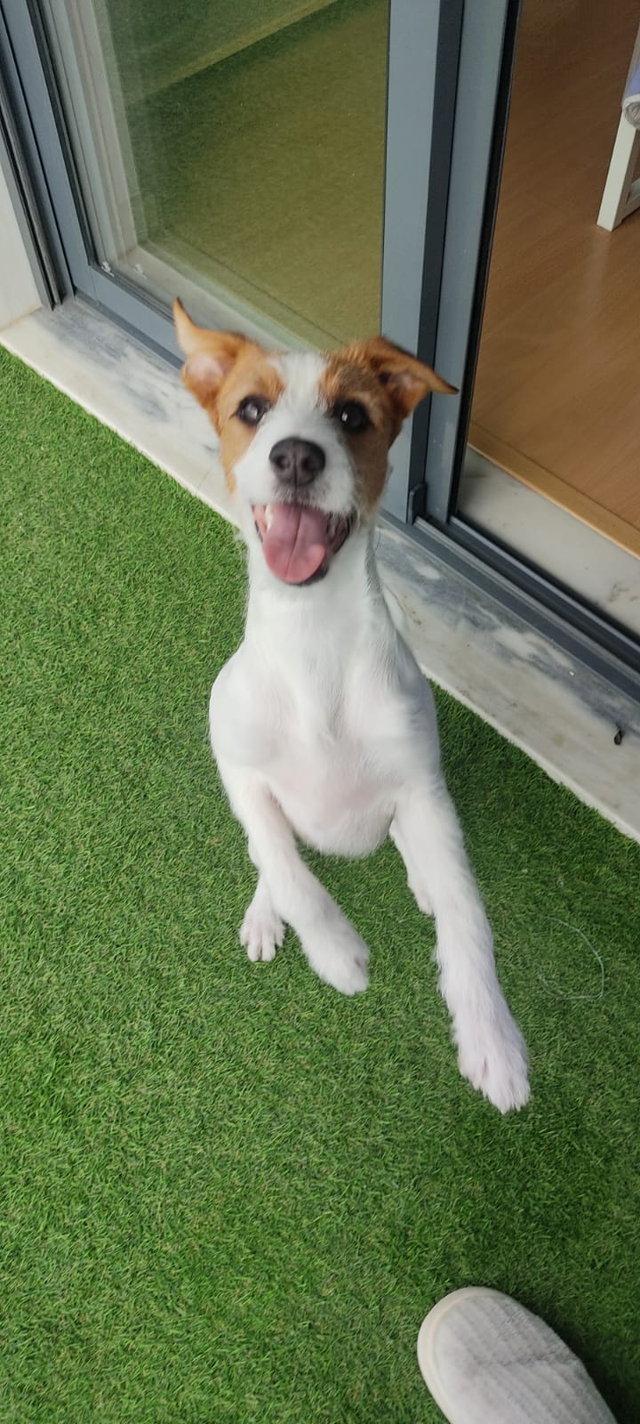 Ruby Pets - Image 5