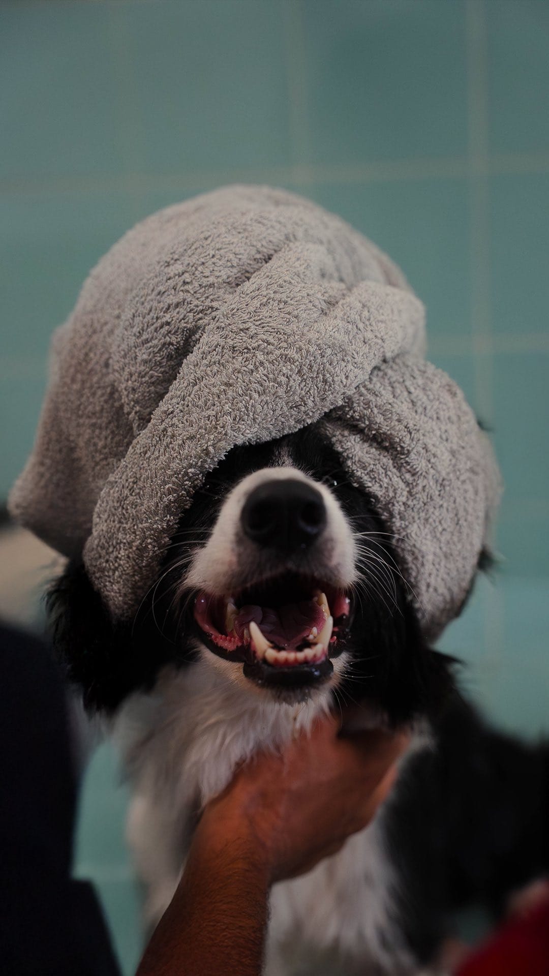 Playcare e Hotel by Train Your Dog - Image 2