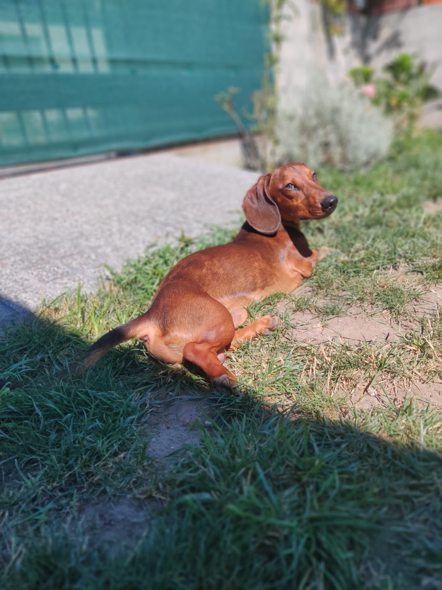 MOMO Pet Hotel - Image 2