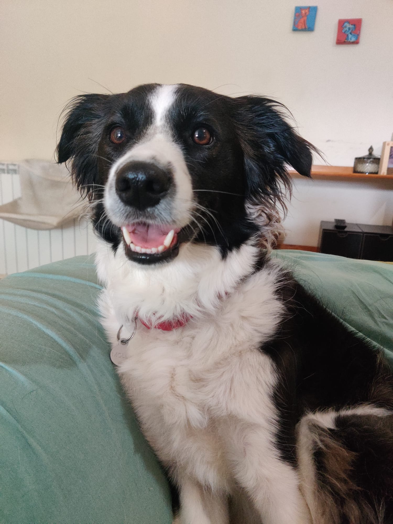 MOMO Pet Hotel - Image 3