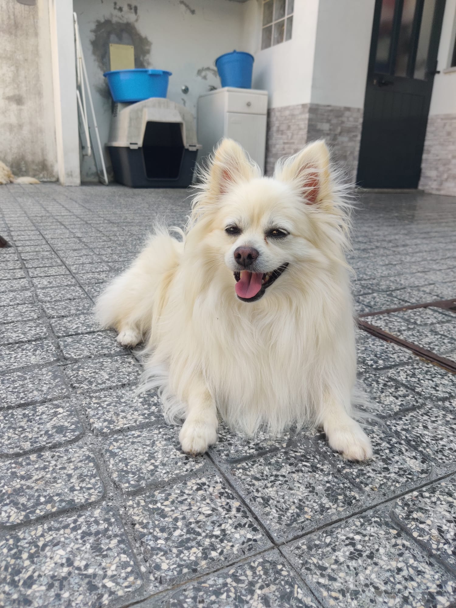 MOMO Pet Hotel - Image 5