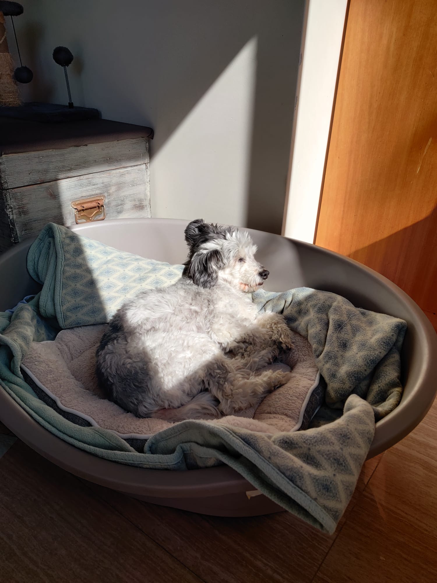 MOMO Pet Hotel - Image 4